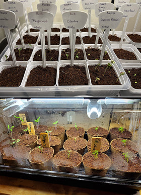 Watering simulation with vermiculite showing moisture management benefits