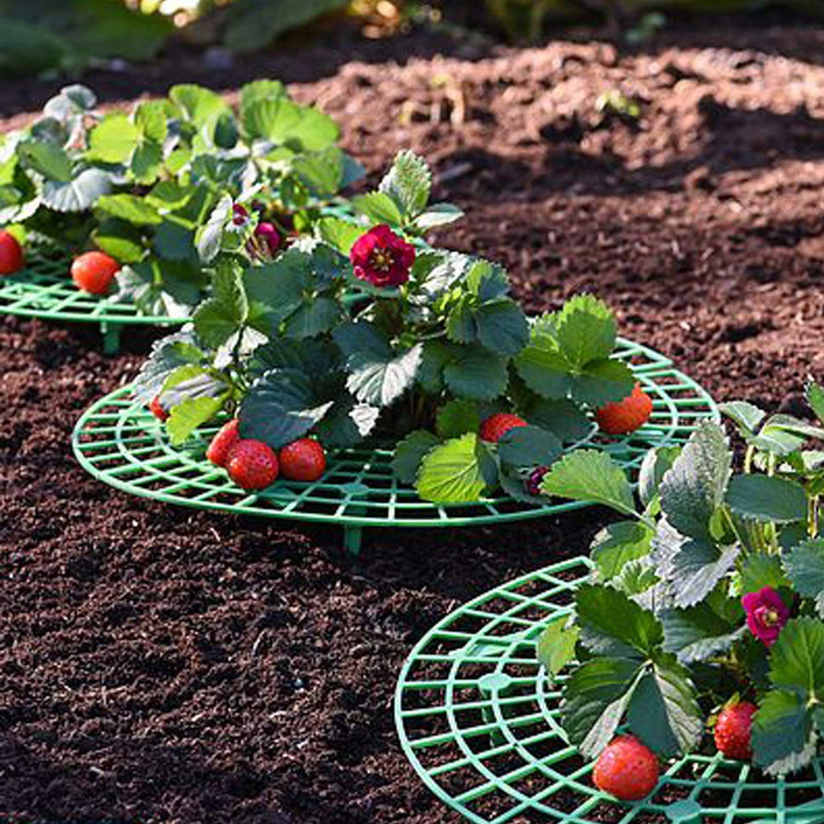 Medoore strawberry growth elevated fruit showcasing protection during rain