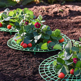 Medoore strawberry growth elevated fruit showcasing protection during rain