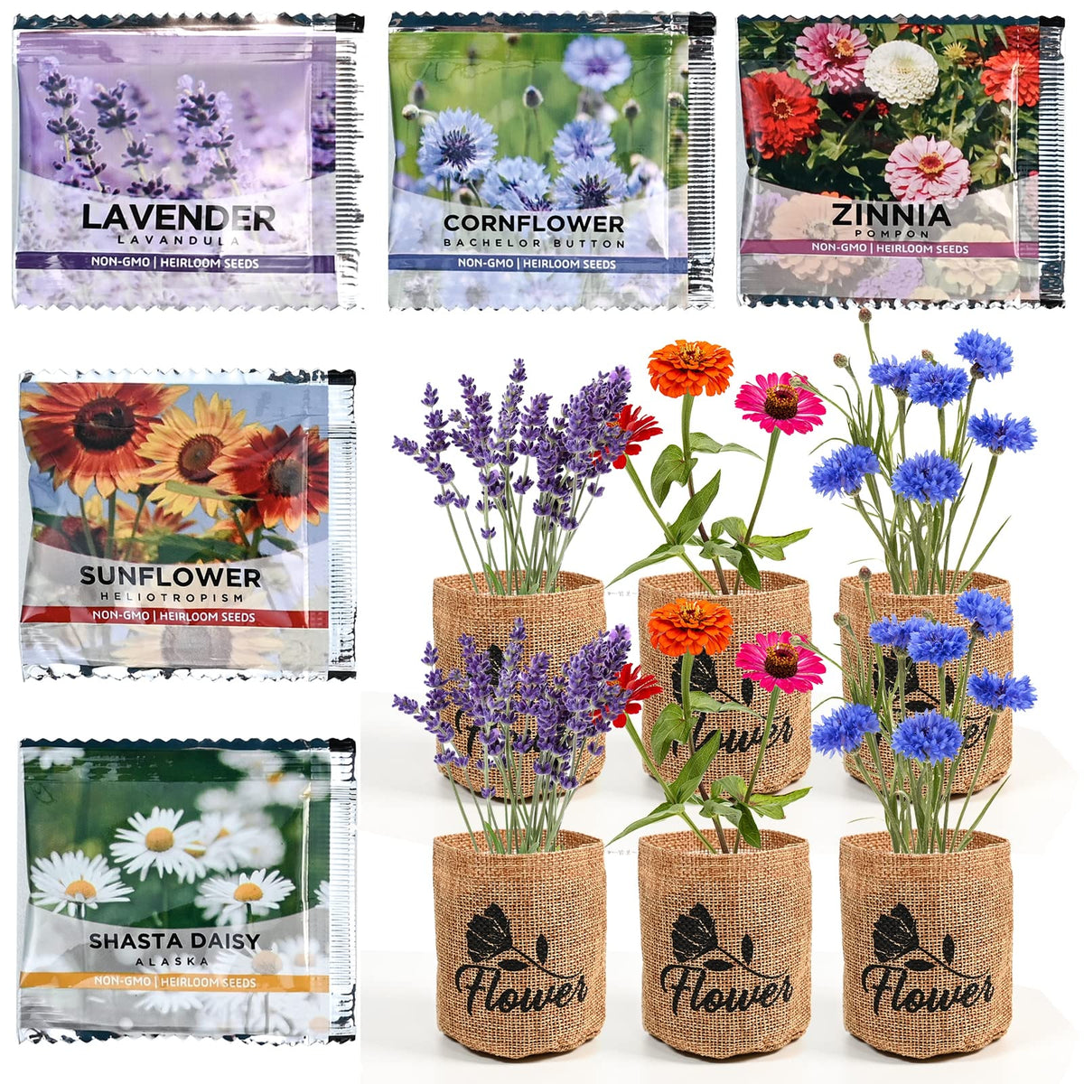 Meekear daisy garden in full bloom showcases color and charm