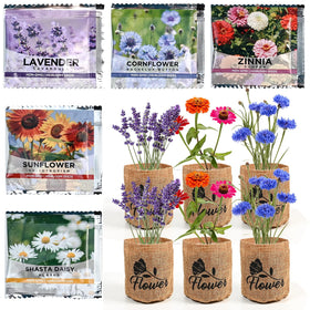 Meekear daisy garden in full bloom showcases color and charm