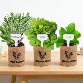 Meekear kitchen herb garden thriving on windowsill for quick meals.