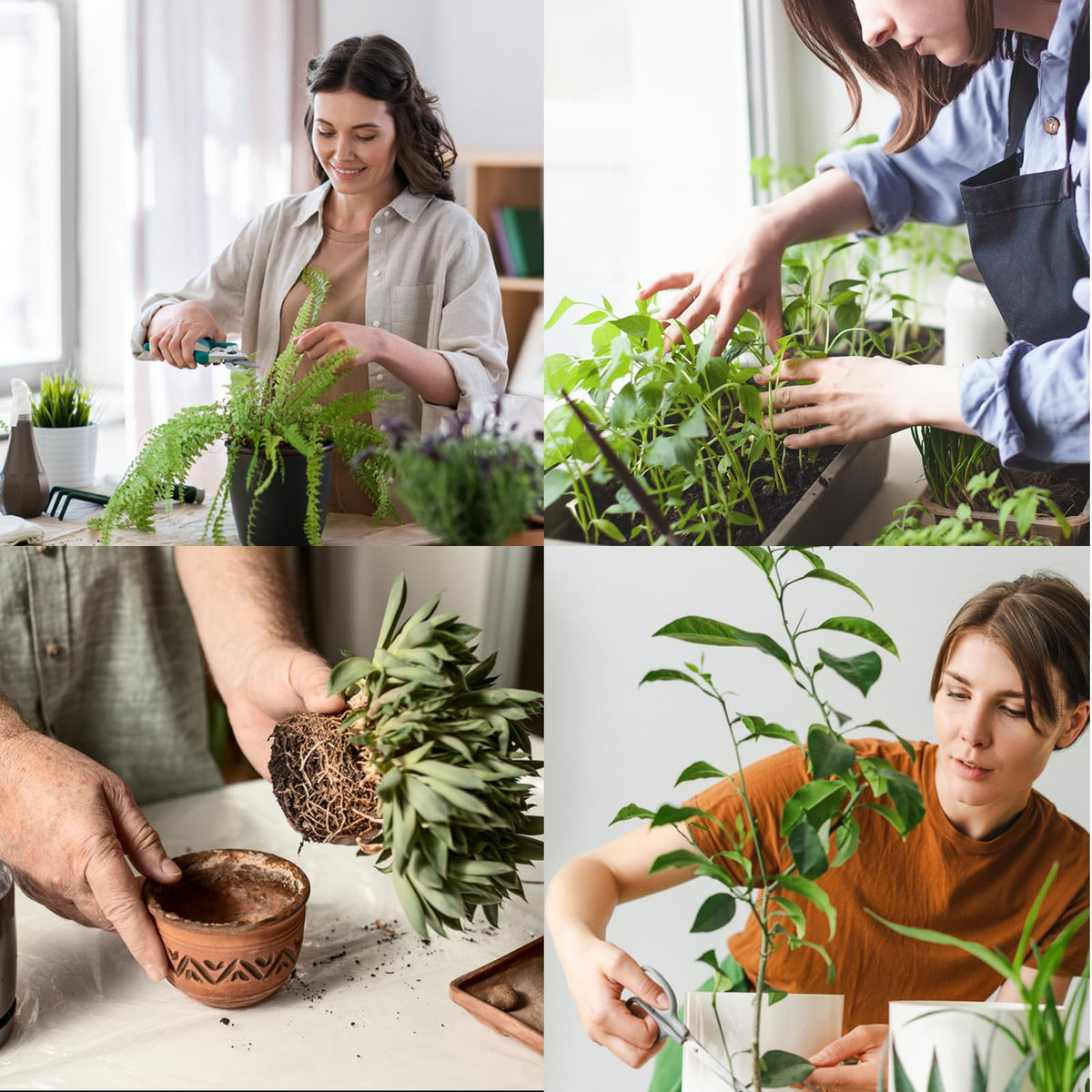 Mefflypee indoor gardening setup ideal for balconies and greenhouses.