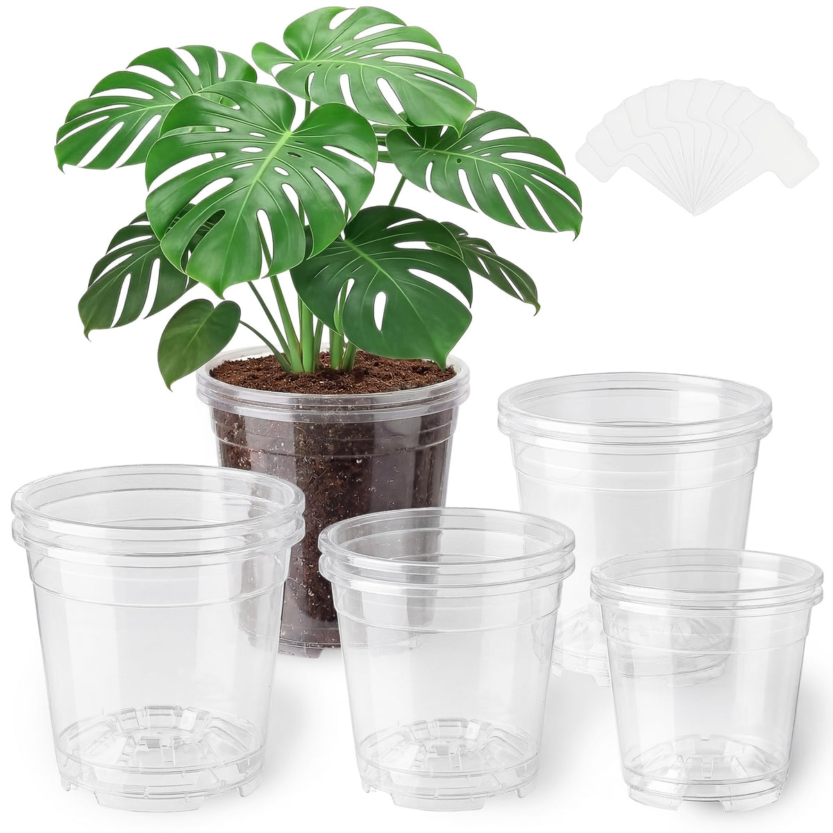 MeiVista 5-inch clear pot for seed starting and moisture monitoring