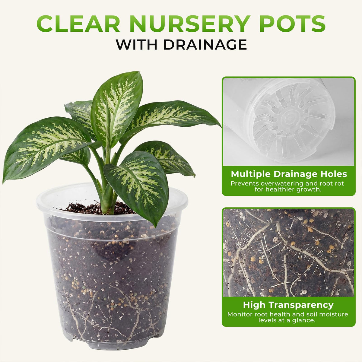 MeiVista 6-7 inch clear pot for mid-size starters with visible roots