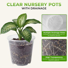 MeiVista 6-7 inch clear pot for mid-size starters with visible roots