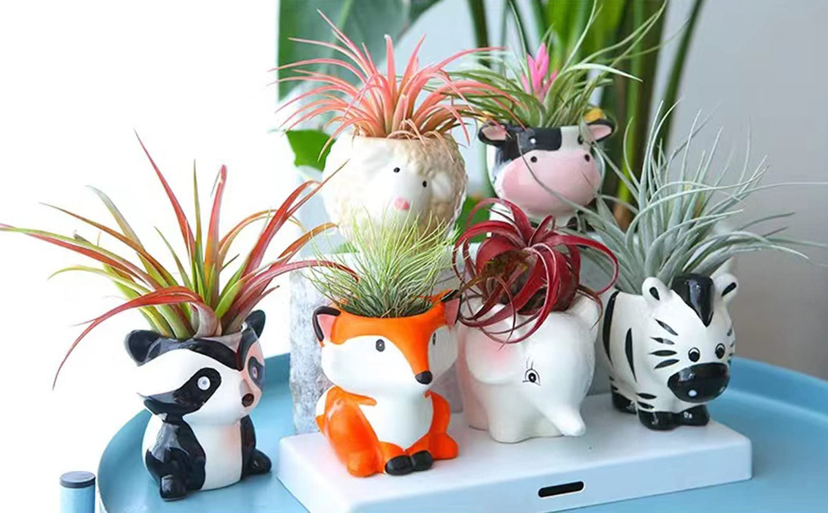 Melphoe air plant holder cute planter for display on desk or shelf