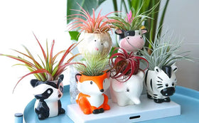 Melphoe air plant holder cute planter for display on desk or shelf