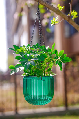 Melphoe emerald planter uses rust-resistant chain for durable hanging.