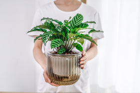 Melphoe self-watering planter kit includes durable materials for easy setup.