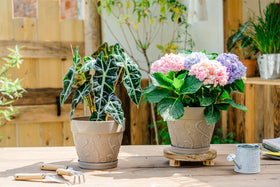 Melphoe thick-basin 7inch pot provides sturdy support for growing indoors.