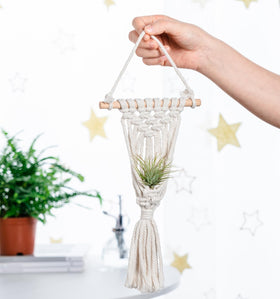 Melphoe Tillandsia display on table as a compact centerpiece