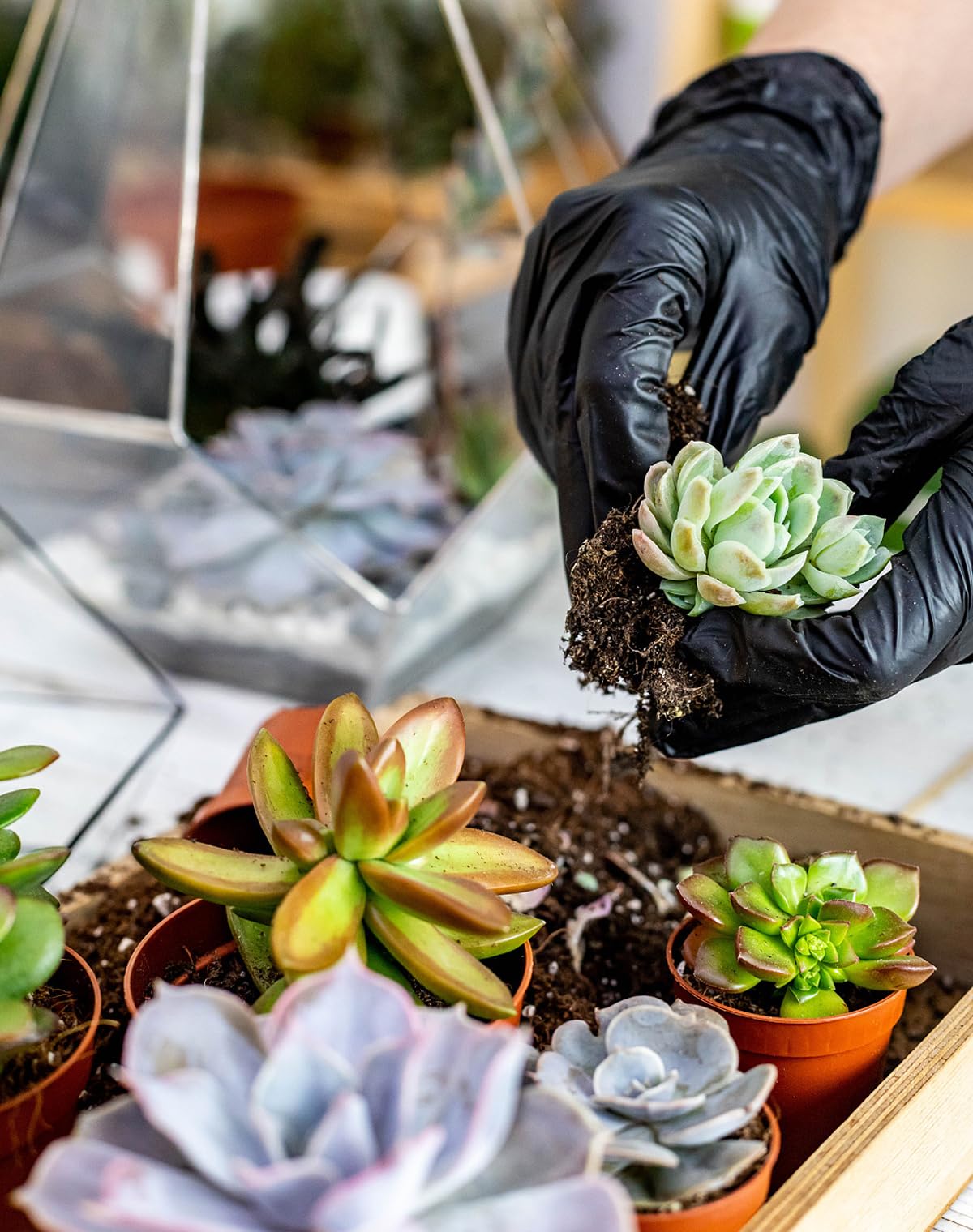 Melphoe succulent watering bottle for controlled root watering.