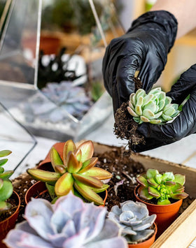 Melphoe succulent watering bottle for controlled root watering.