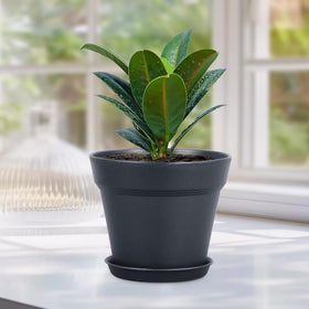 Meowell 6-inch pot showcased for decorative seedling setups.