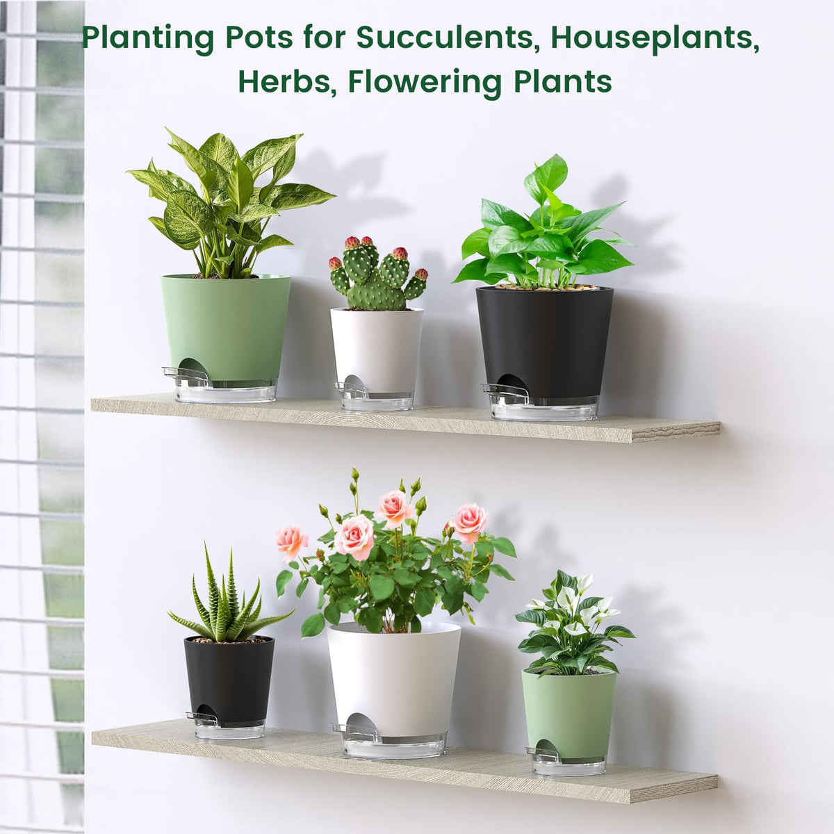 Meowell gift-ready packaging ideal for plant lovers