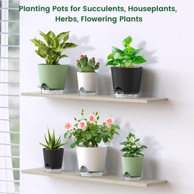 Meowell gift-ready packaging ideal for plant lovers