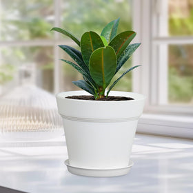 Meowell reusable seedling pot ready to wash and store