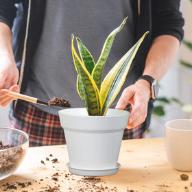 Meowell seedling pot ready for DIY projects with kids