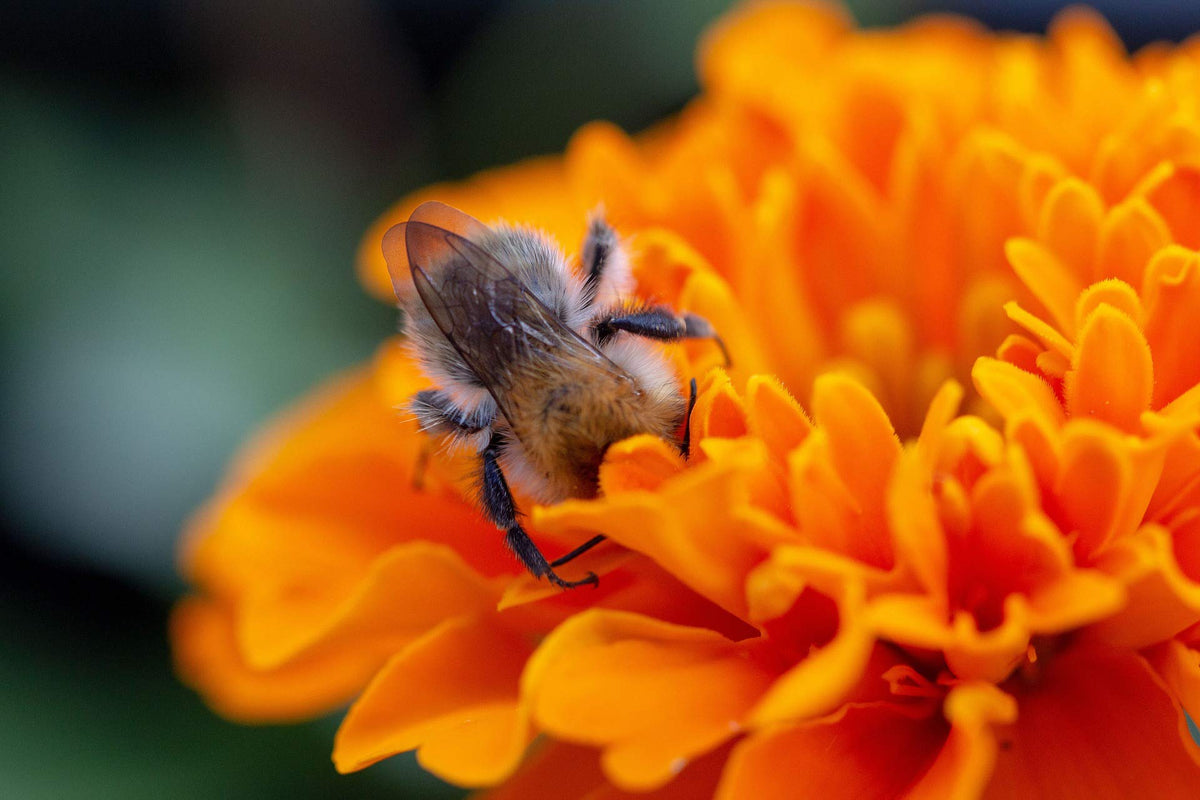 Merhoff and Larkin American-made bee tubes ideal for reliable garden pollination.