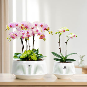 Meshpot air column center increases ventilation around the root zone