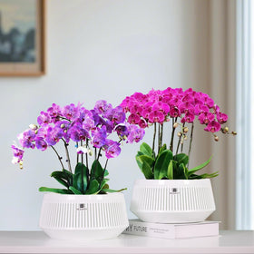 Meshpot air-pruning grooves promote air exposure for roots.