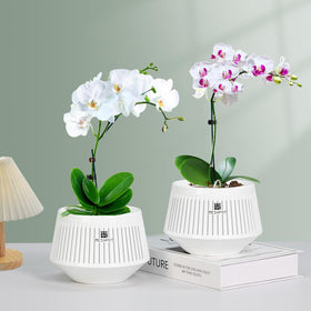 Meshpot inner-outer pot design supporting root growth and decoration