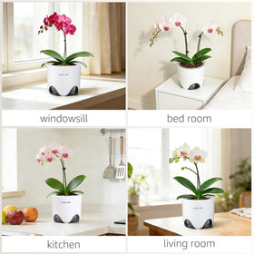 Meshpot orchid pot clear polypropylene shows roots clearly