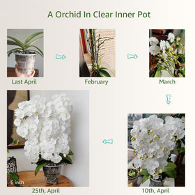 Meshpot orchid pot durable PP material withstands outdoor use