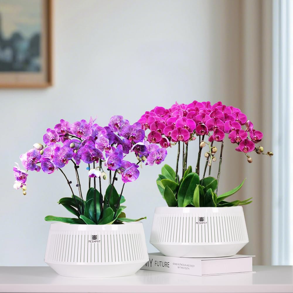 Meshpot orchid pot hole design enables air pruning and healthier roots.