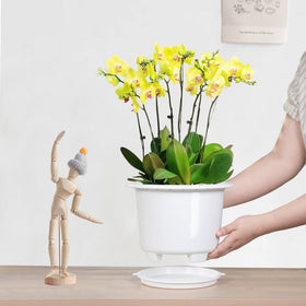 Meshpot orchids pot holes and saucer improve drainage for healthy plants.