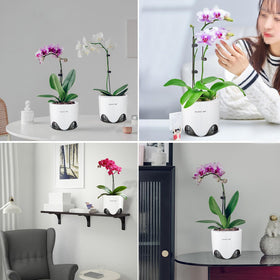Meshpot orchid pot easy removal aids observing root growth
