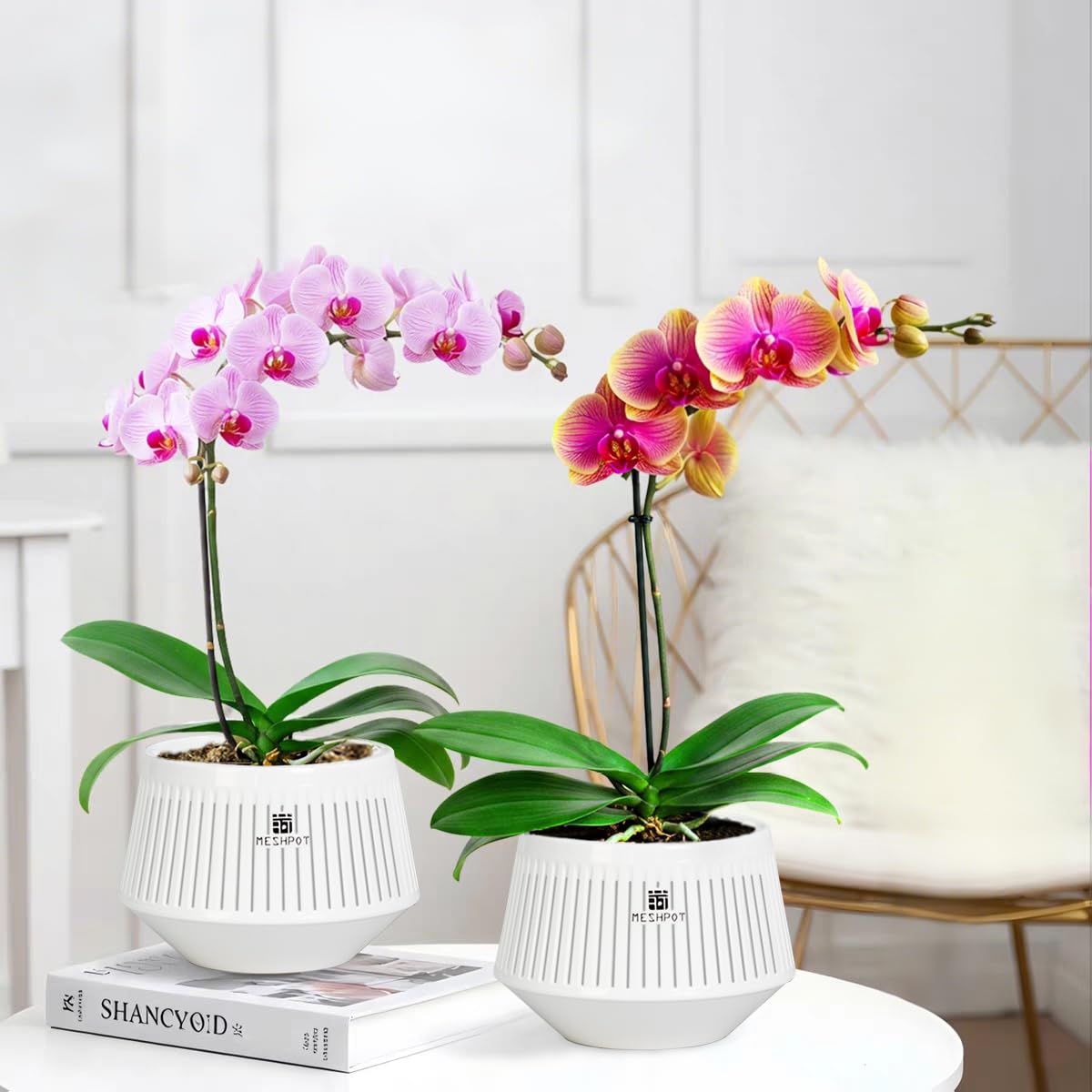 Meshpot orchid pot with saucer for tidy placement and catchment