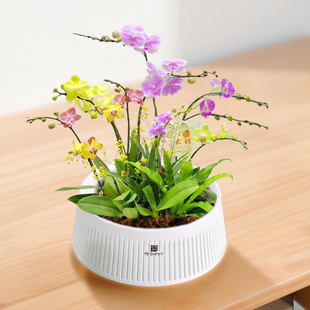 Meshpot 8-inch pot with holes ships with a matching saucer for setup.