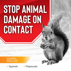 Messinas Squirrel Stopper spray demonstrates attic protection against chipmunks and squirrels.
