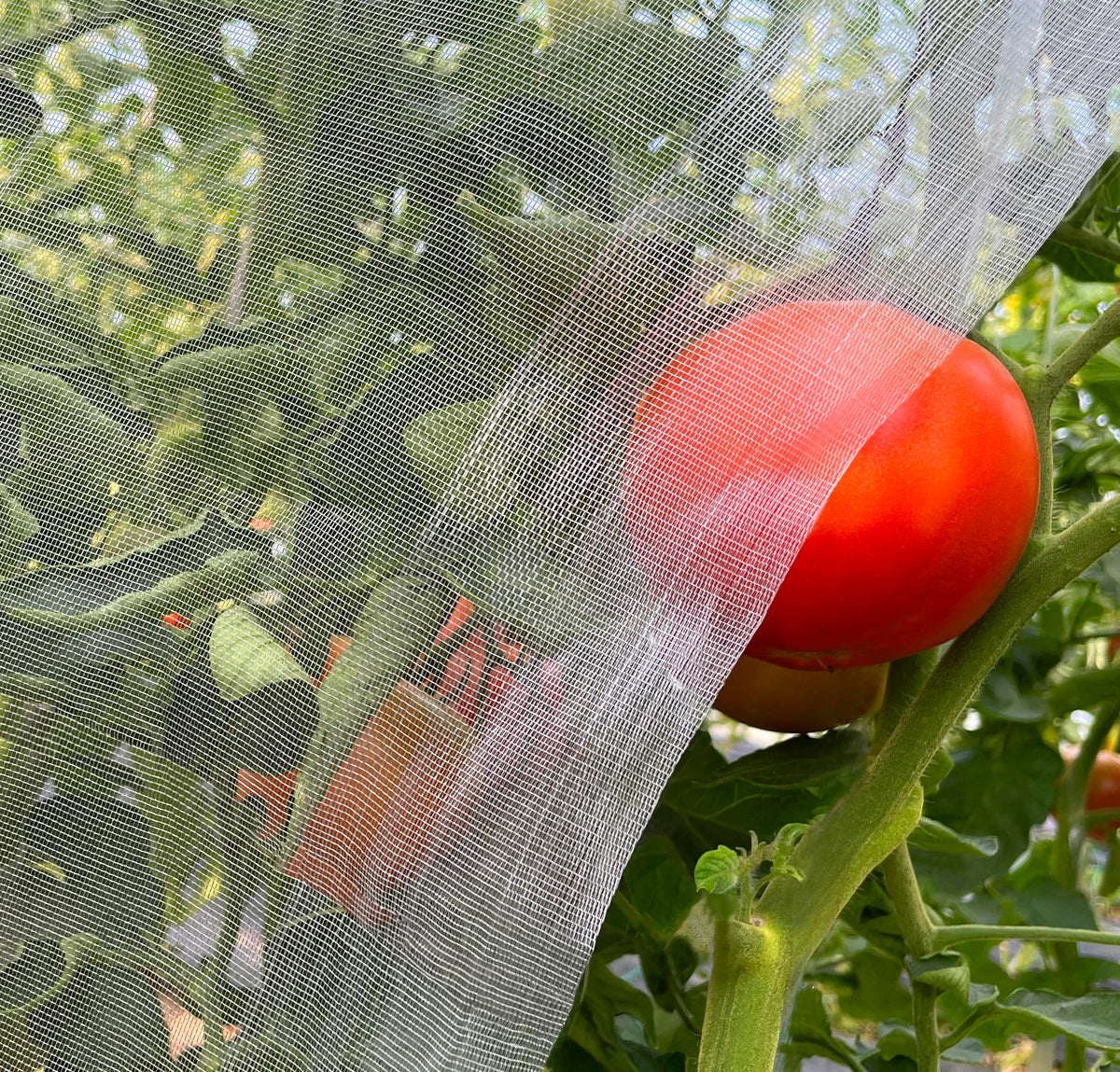 Meuallikit garden netting in action over a fruit bed protecting crops while letting air through