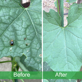 Meuallikit sunlit netting over vegetables shows airy protection and healthy growth