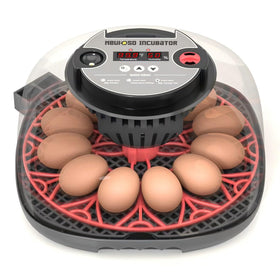 Meuiosd egg incubator with 360° view for clear observation and classes