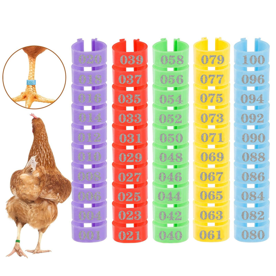 MEWTOGO chicken leg rings in colorful 100-piece set for easy flock ID.
