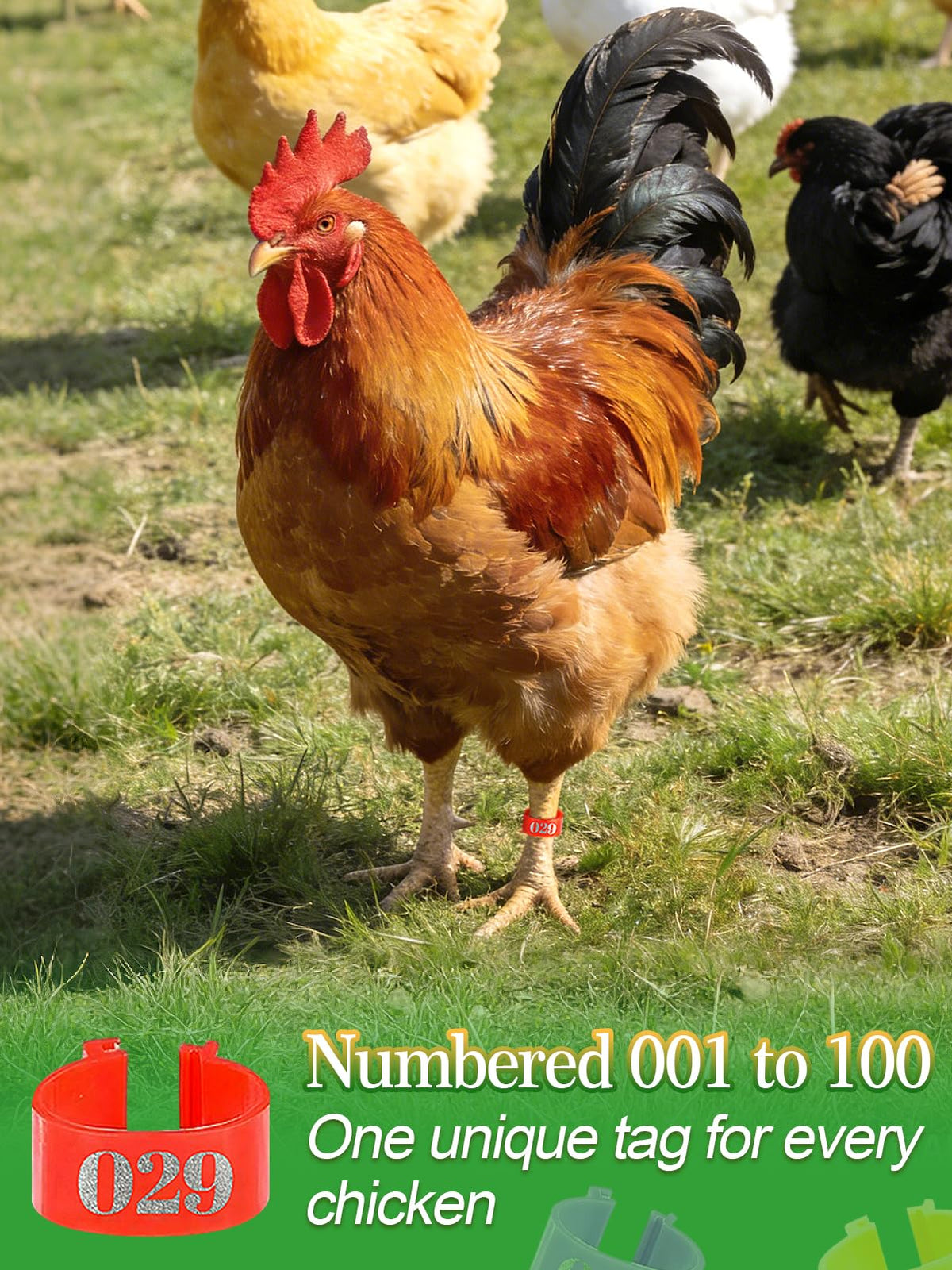 MEWTOGO clip-on poultry bands are durable for daily farm use.