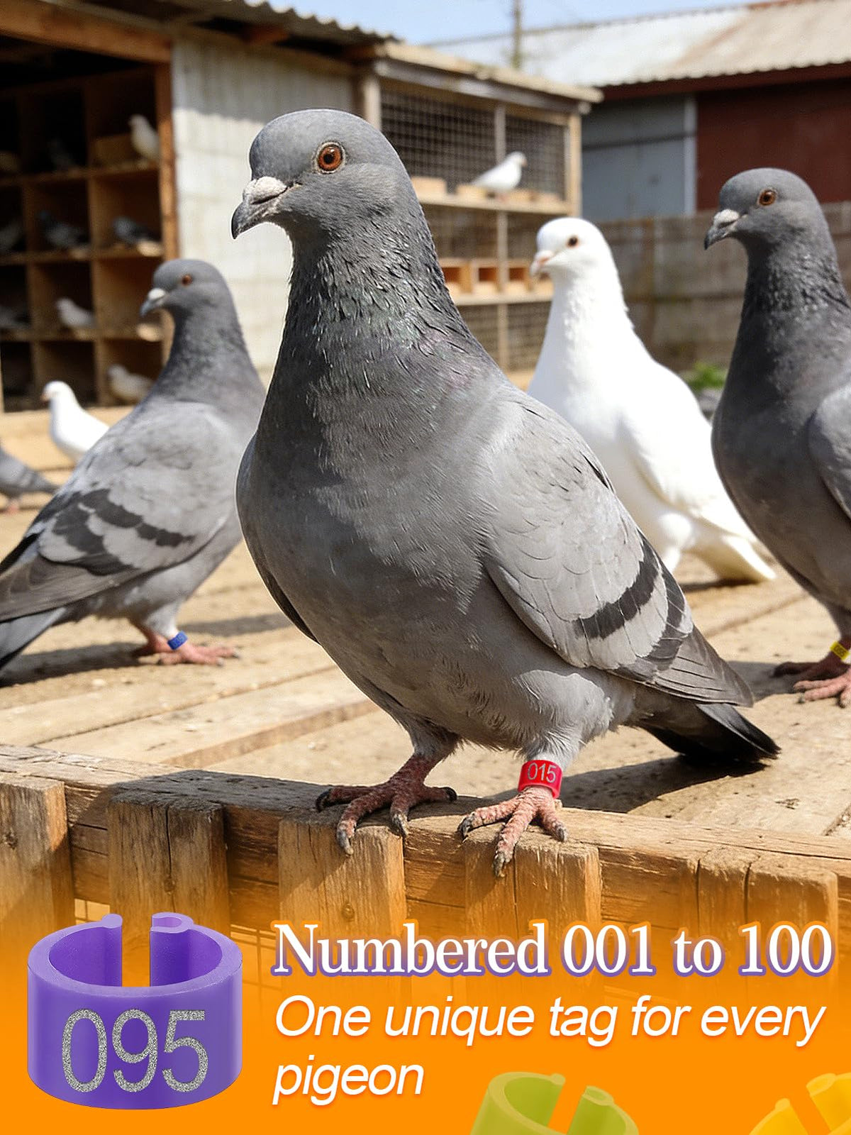 MEWTOGO laser-etched numbers for reliable bird identification.