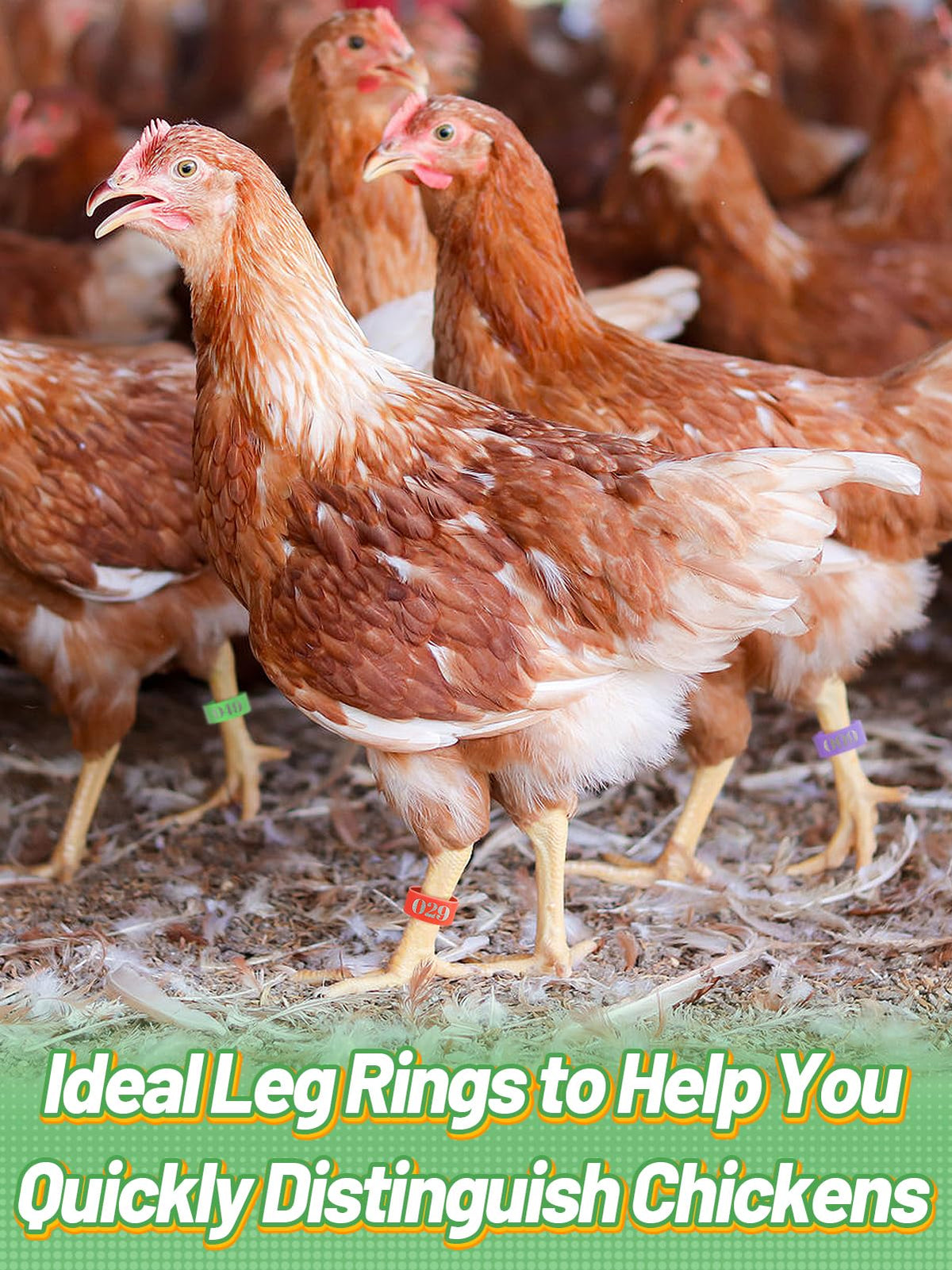 MEWTOGO leg bands with 0.6 inch inner diameter ensure secure fit.