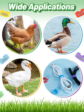 MEWTOGO leg bands support humane, adjustable sizing for growing poultry.