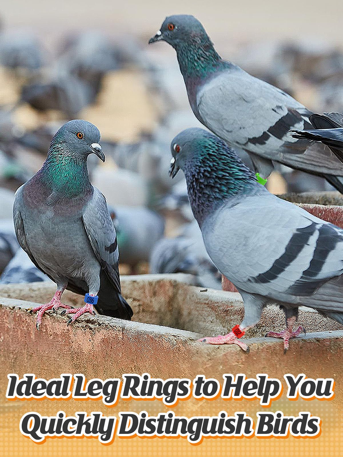 MEWTOGO pigeon leg rings 0.3in clip-on for quick ID.