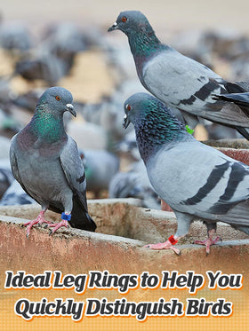 MEWTOGO pigeon leg rings 0.3in clip-on for quick ID.