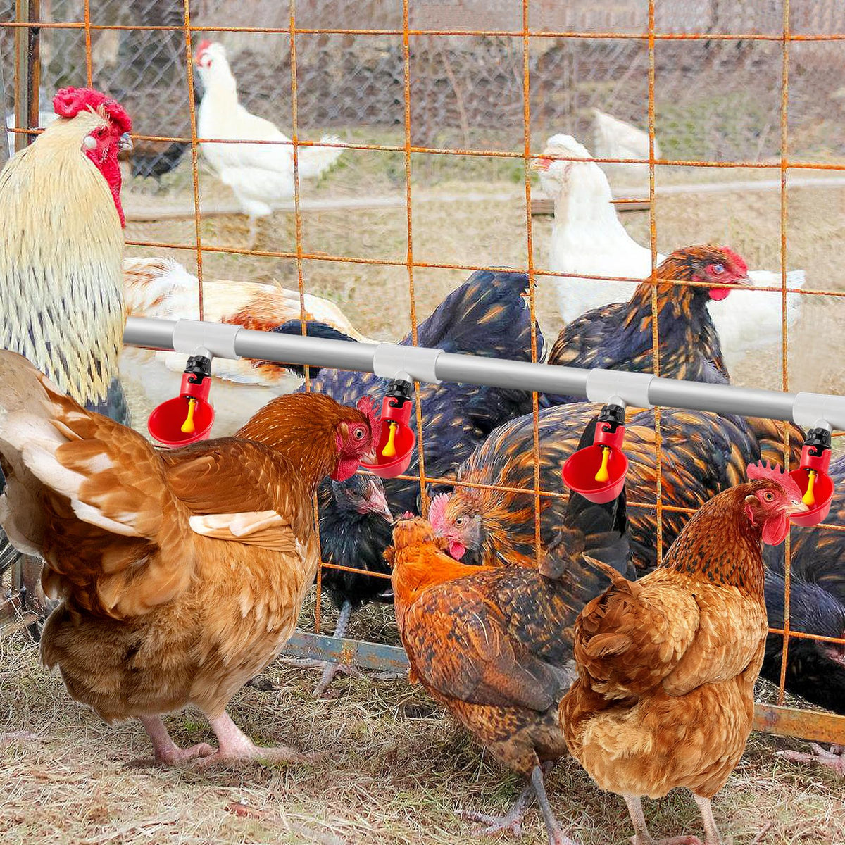 MEWTOGO white fittings offer clean, organized poultry water systems.