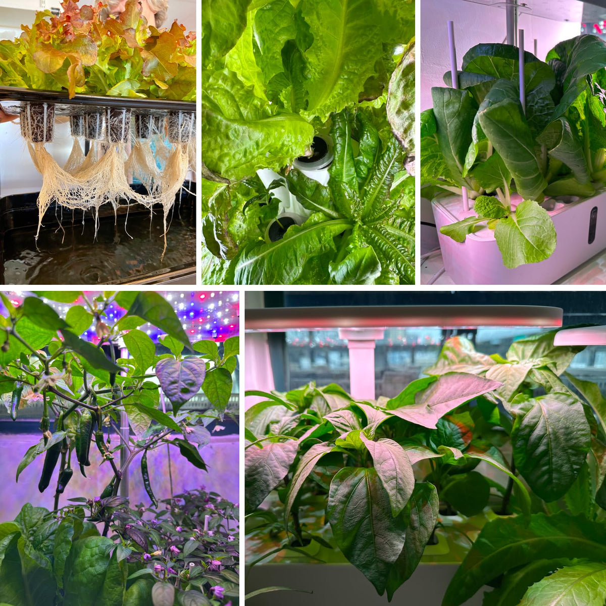 Versatile sponge suitable for hydroponics or soil seed starting.
