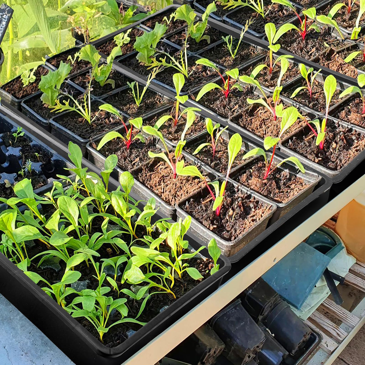 Mezchi trays ideal for vegetables, herbs, and flowers.
