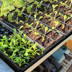 Mezchi trays ideal for vegetables, herbs, and flowers.