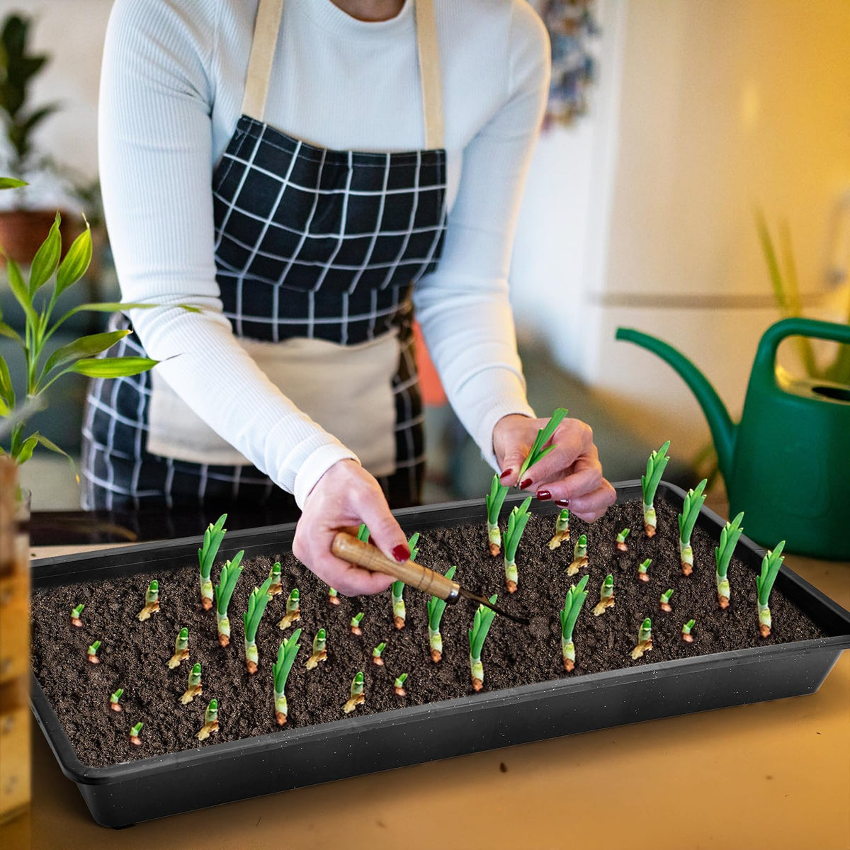 Mezchi trays suit balcony, windowsill, and greenhouse setups.
